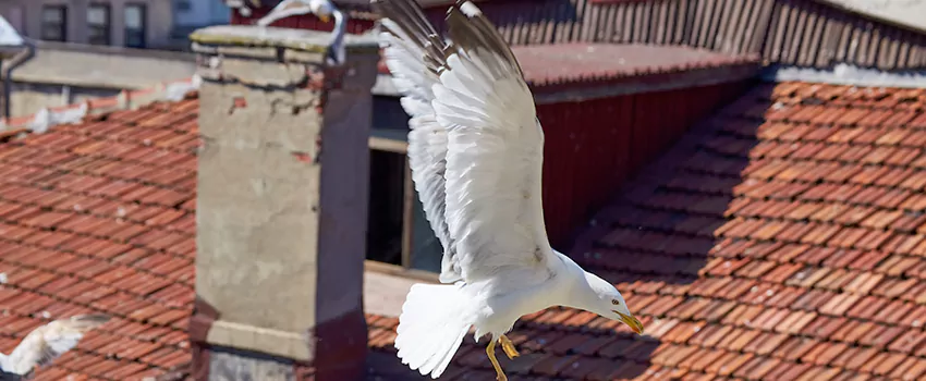 Residential Chimney Animal Removal Solution in Americus, GA